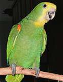 Amazon parrot