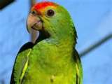 amazon parrot