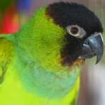 naday conure parrot