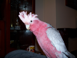 Golia