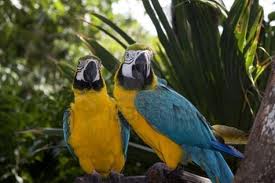 blue and gold macaws